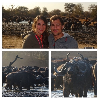 Buffels Buffels