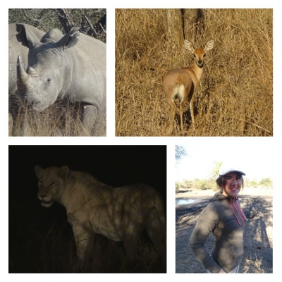 Dieren collage Safari