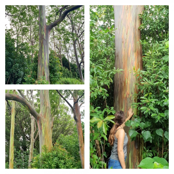 Eucalyptus Trees Eucalyptus Trees tijdens Road to Hana