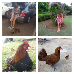Kippen op Kauai
